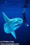 MolaMola 1.jpg (7070 bytes)