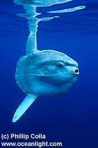 MolaMola2.jpg (6441 bytes)
