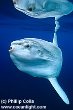 MolaMola3.jpg (7178 bytes)