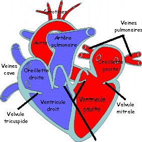Le coeur