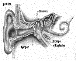 schma de l'oreille