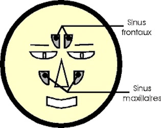 Les sinus